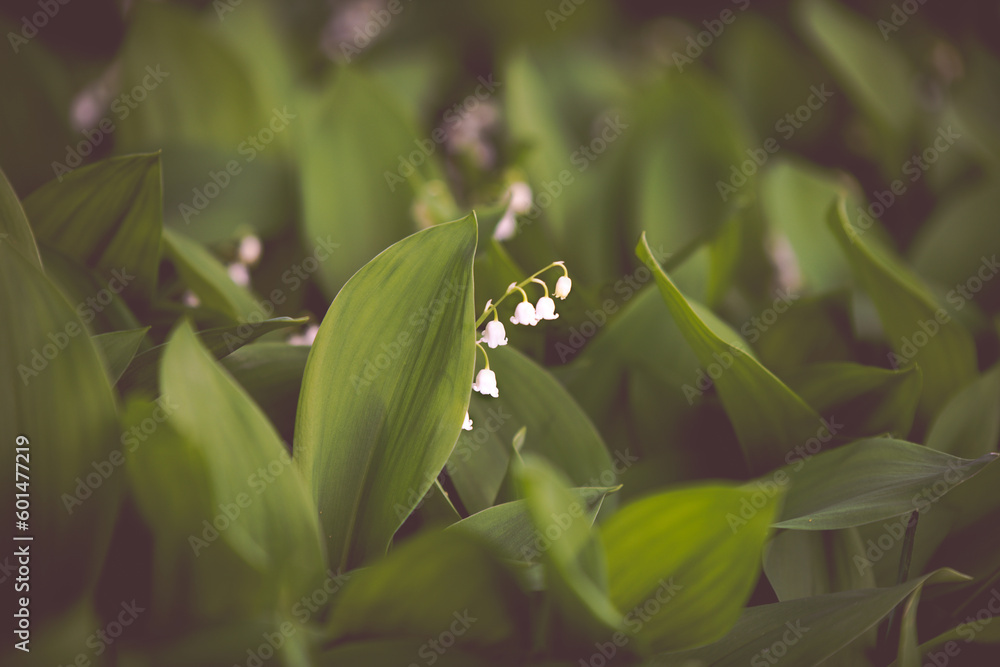 Fototapeta premium Snowdrops flowers blooming in spring Madison Wisconsin