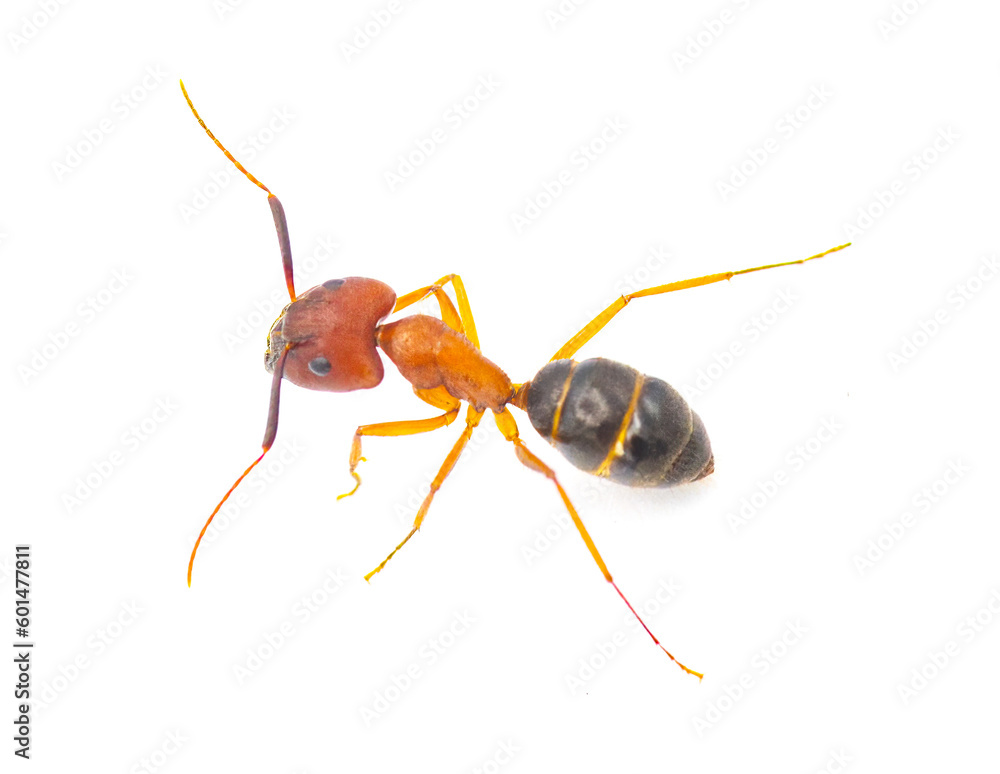 Tortugas carpenter ant - Camponotus floridanus - are among the largest ants found in Florida. isolated on white background side profile view Tortugas carpenter ant - Camponotus floridanus - are among the largest ants found in Florida. isolated on white background side profile view