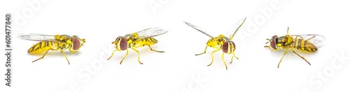 Schilderij op canvas oblique streaktail Syrphid fly - Allograpta obliqua - a common North American species of hoverfly