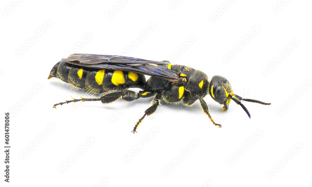 Myzinum obscurum is a species of wasp in the family Thynnidae. Female with large abdomen shiny black with yellow spots isolated on white background, side profile view Myzinum obscurum is a species of wasp in the family Thynnidae. Female with large abdomen shiny black with yellow spots isolated on white background, side profile view