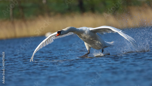 landing of white swan on blue water
