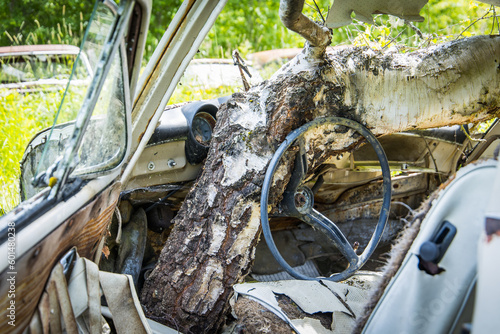 Rotten car wreckage conquered by a birch tree growing through the vehicle interior