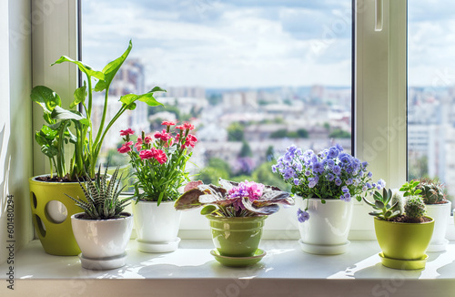 House plants on window.  Cactus, blue flower, violet, carnation, succulent, cala. Home flower beckground. © Tryfonov