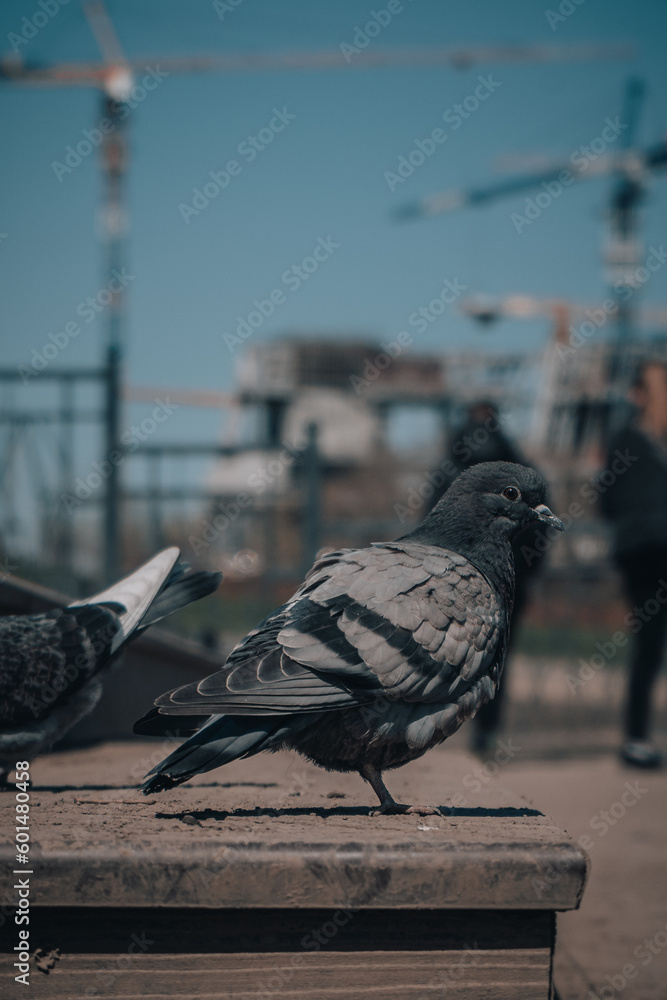 Obraz premium pigeon