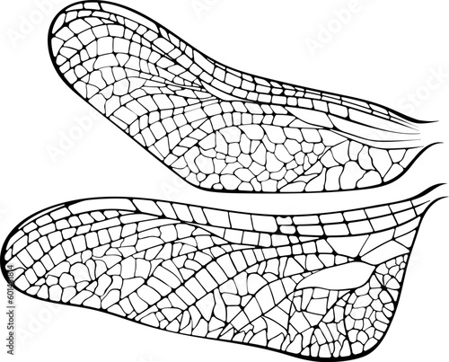 Dragonfly wings close up. Vector illustration in hand drawn sketch doodle style. Black line art isolated on white.