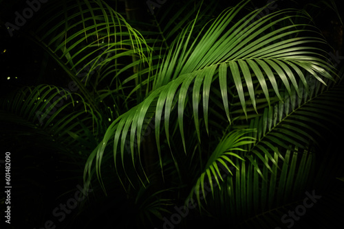 Green tropical palm leaves, dark green background.