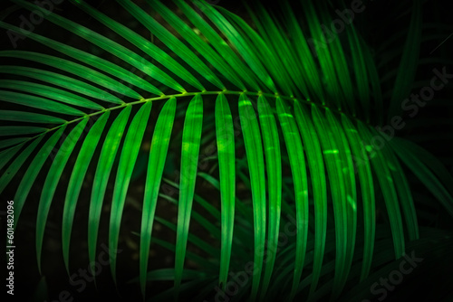 Green tropical palm leaves, dark green background.