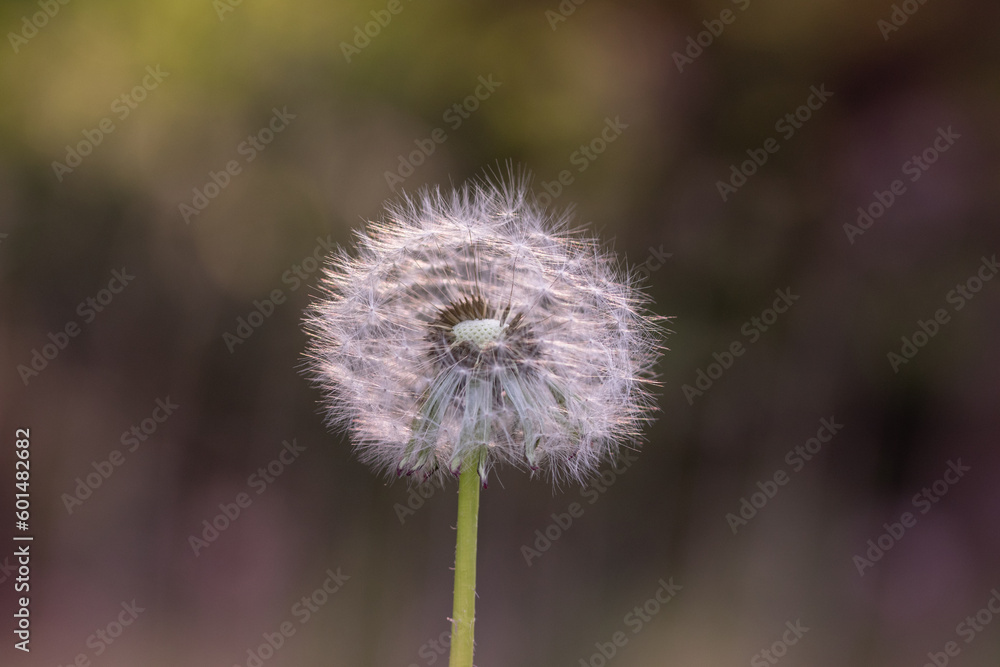 Obraz premium Closeup of dandelion isolated on a blurred background with bokeh