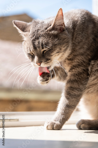 Chat faisant sa toilette