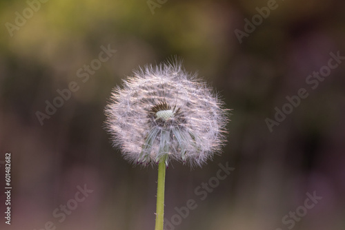 Closeup of dandelion isolated on a blurred background with bokeh