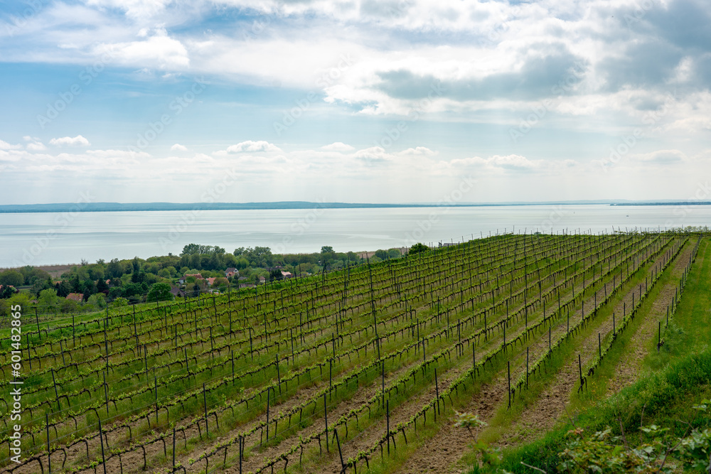 Vineyards wine gardens at Lake Balaton in Baracsony Hungray with beautiful view
