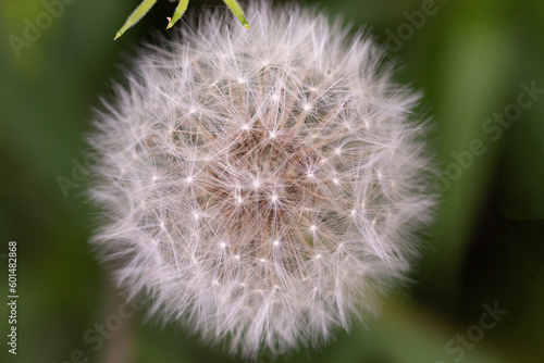 Closeup of dandelion isolated on a green background