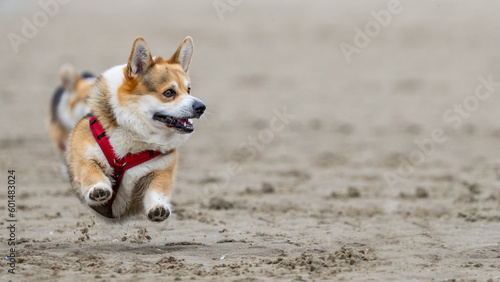 corgi dog at the beach