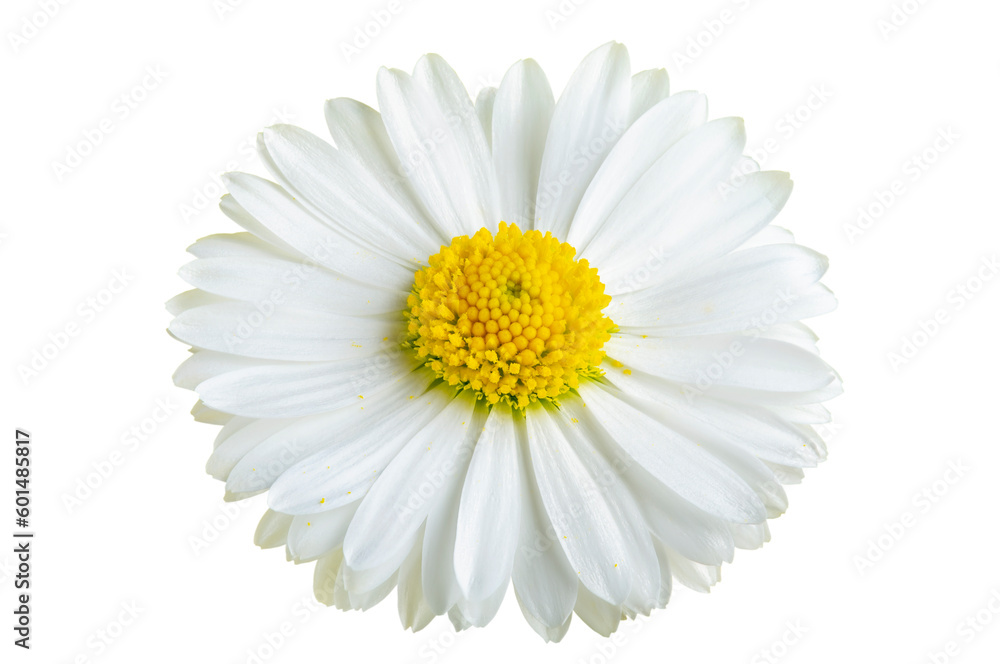 Fototapeta premium white chamomile flower on a white isolated background