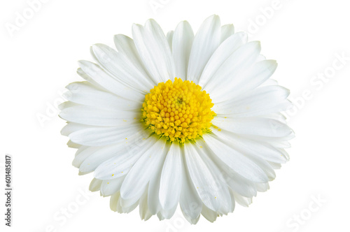 white chamomile flower on a white isolated background