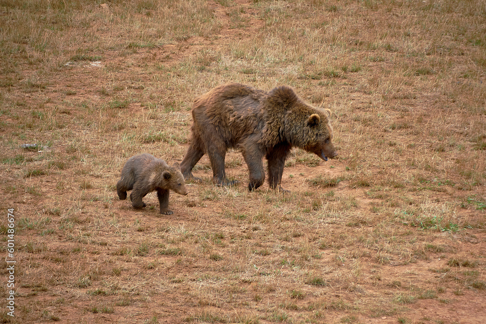 Female bear with her cub eating grass in the mountains Female bear with her cub eating grass in the mountains