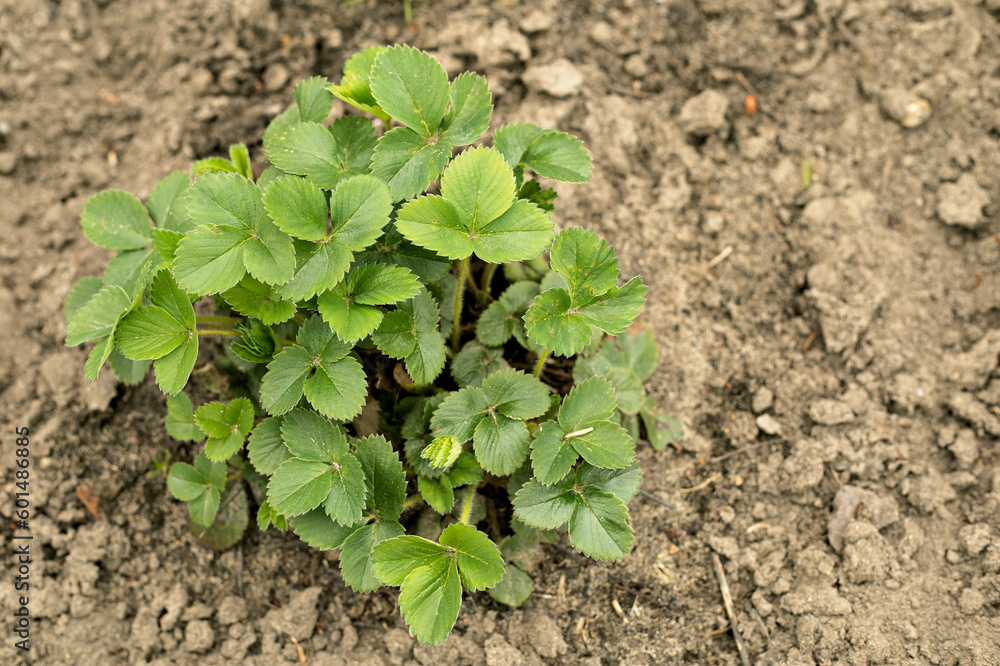young strawberry bushes in the garden in spring young strawberry bushes in the garden in spring