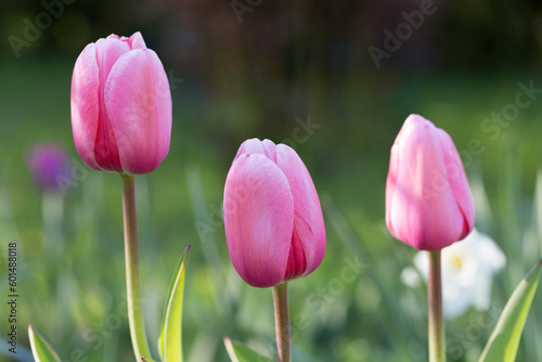 Pink Tulips Pink impression, tulipan Darwina close up in garden photo