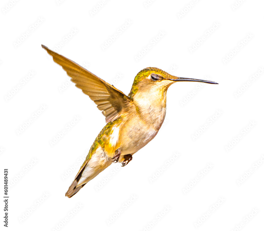 Fototapeta premium young male Ruby throated Hummingbird - Archilochus colubris - isolated cutout on white background, great feather detail, gorgets starting to become visible. Wings back and extended open, eye closed