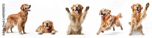 Animals pets dog banner panorama long - Collection of funny cute crazy laughing lying, jumping, standing, sitting golden retriever dogs, isolated on white background, Generative AI