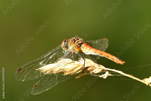 Dragonfly on a green background, closeup. High quality photo