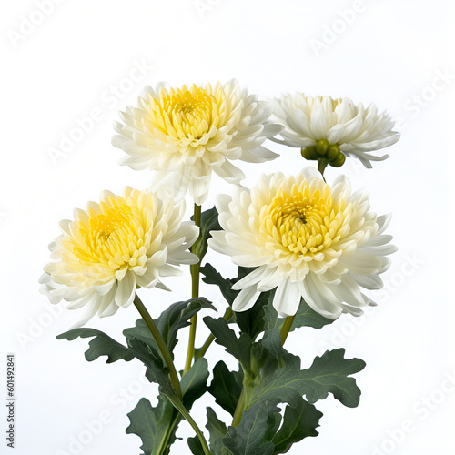 Bouquet of chrysanthemum flower plant with leaves isolated on white background. Flat lay  top view. macro closeup
