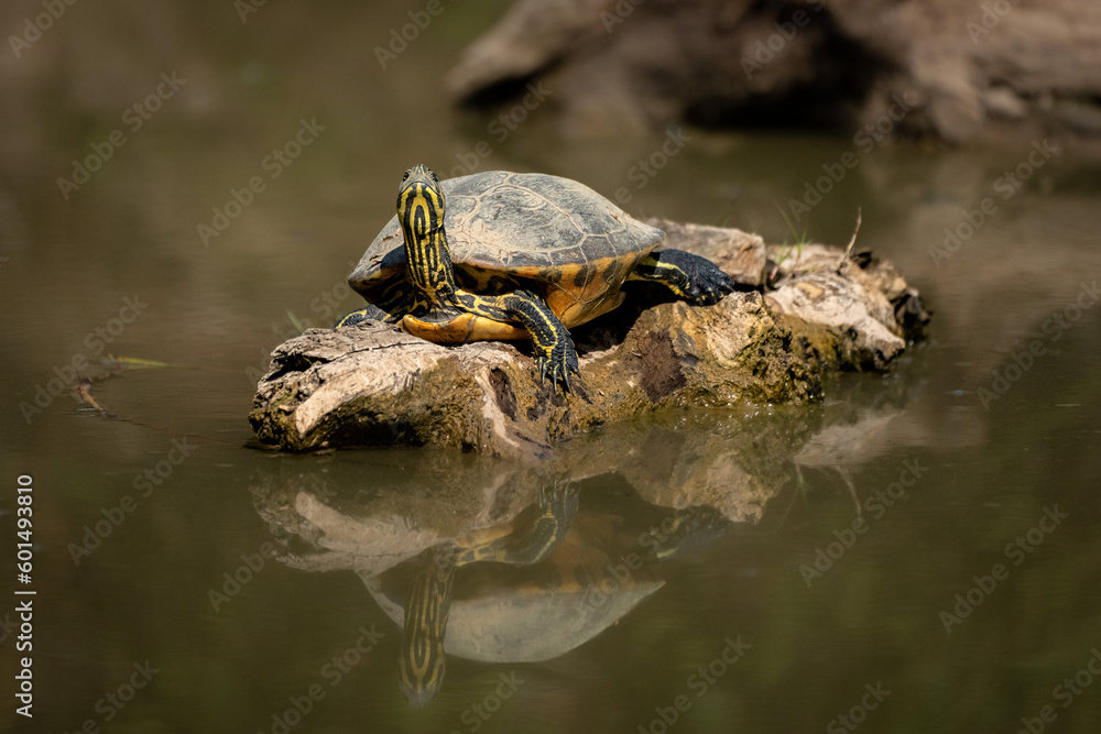 Obraz premium Schildkröte schaut in die Sonne 