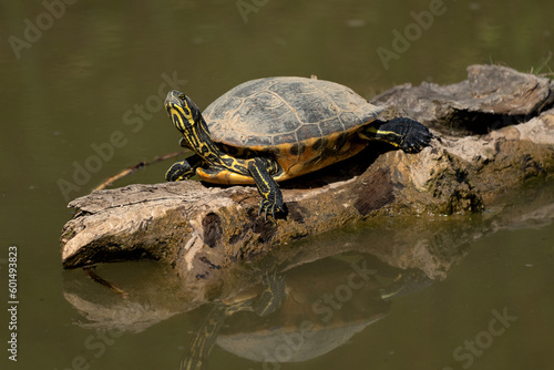 Schildkröte nimmt Sonnenbad 