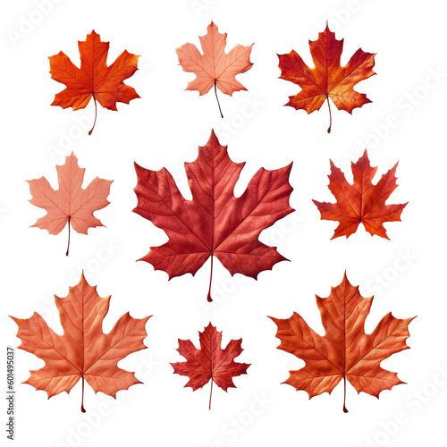 Maple leaf template PNG file, transparent background. for Canada Day, national holiday, autumn fall festival, Thanksgiving, July 1st celebration. use for mockup, template, banner, website material.
