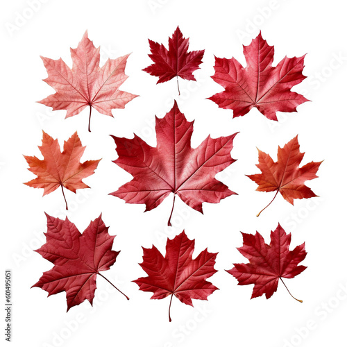 Maple leaf template PNG file, transparent background. for Canada Day, national holiday, autumn fall festival, Thanksgiving, July 1st celebration. use for mockup, template, banner, website material.