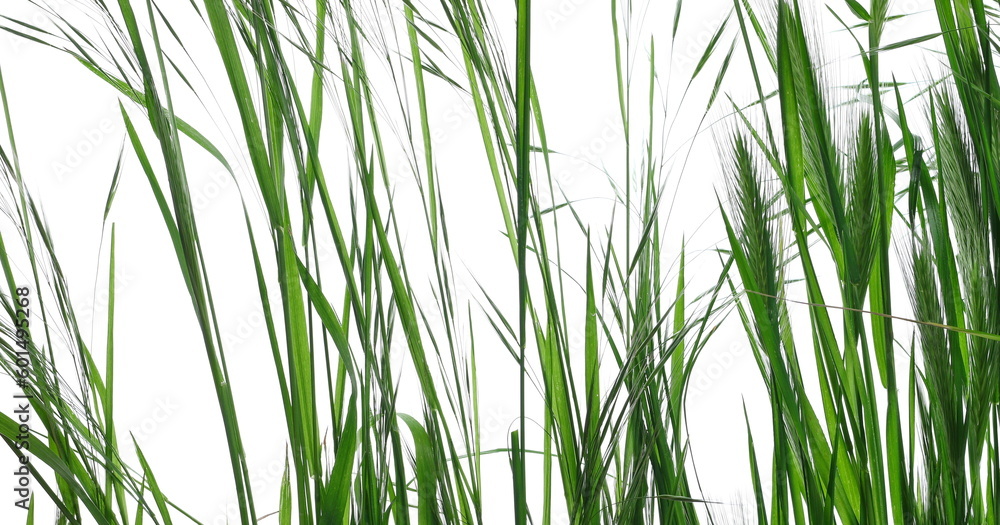 Close up fresh green grass row isolated on white texture with clipping path Close up fresh green grass row isolated on white texture with clipping path