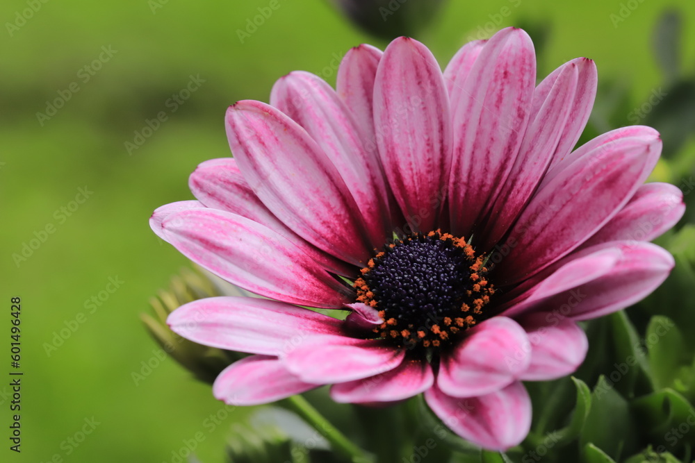 Obraz premium African daisy 