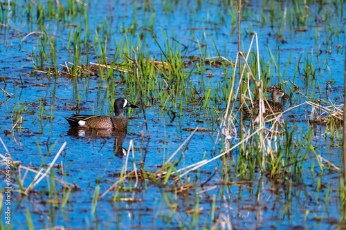 Blue-winged Teal May