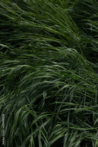 tall grass leaning to the ground