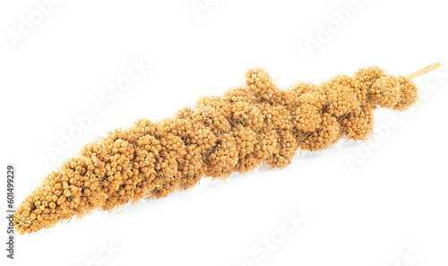 Twig of Senegal millet isolated on a white background