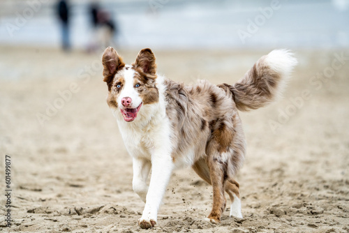 border collie dog at the beach