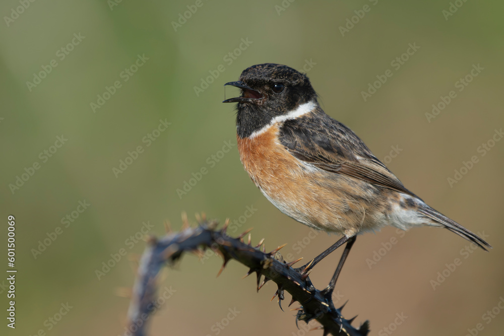 Singing European stonechat - Saxicola rubicola male perched with colorful background. Photo from nearby Baltimore in Ireland. Copy space left. Singing European stonechat - Saxicola rubicola male perched with colorful background. Photo from nearby Baltimore in Ireland. Copy space left.