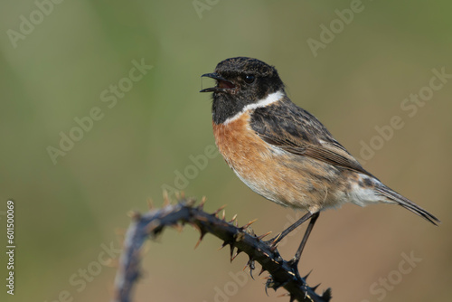 Singing European stonechat - Saxicola rubicola male perched with colorful background. Photo from nearby Baltimore in Ireland. Copy space left.