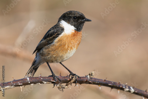 European stonechat - Saxicola rubicola male perched with brown background. Photo from nearby Baltimore in Ireland. Copy space on right.
