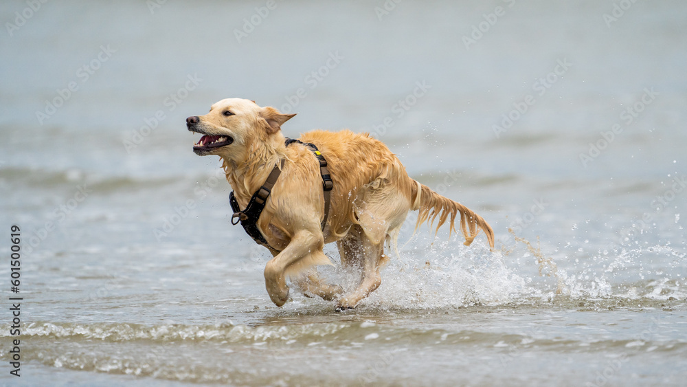 golden retriever running on the beach golden retriever running on the beach