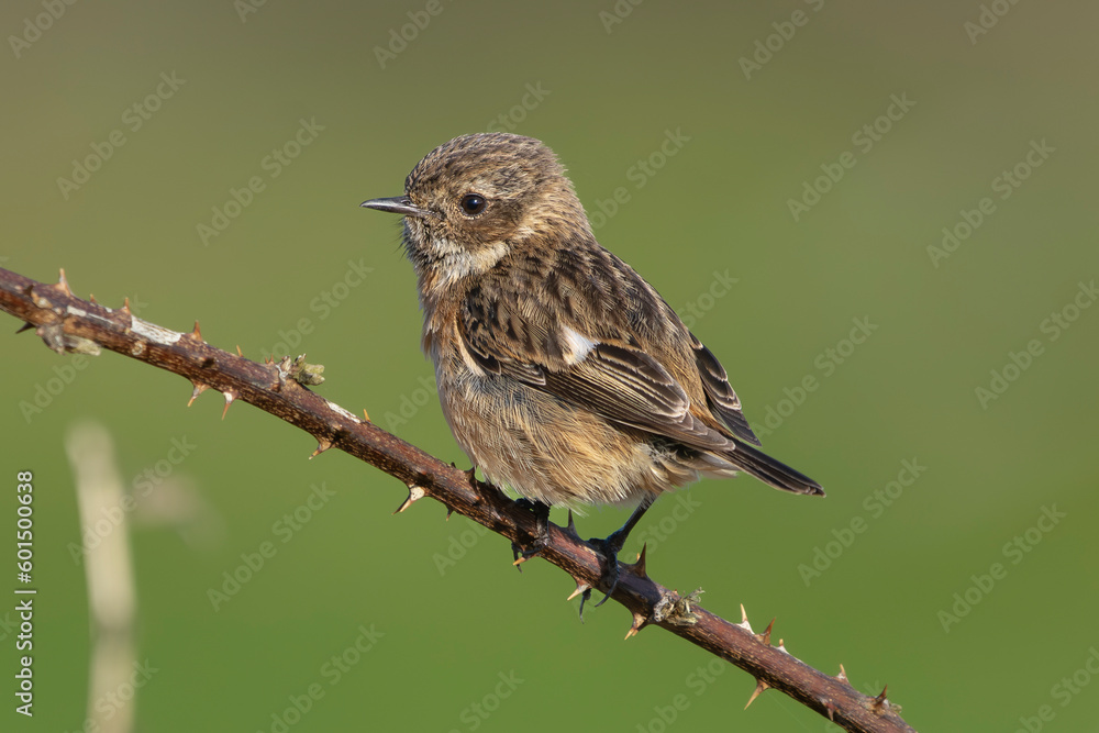 European stonechat - Saxicola rubicola female perched with green background. Photo from nearby Baltimore in Ireland. European stonechat - Saxicola rubicola female perched with green background. Photo from nearby Baltimore in Ireland.