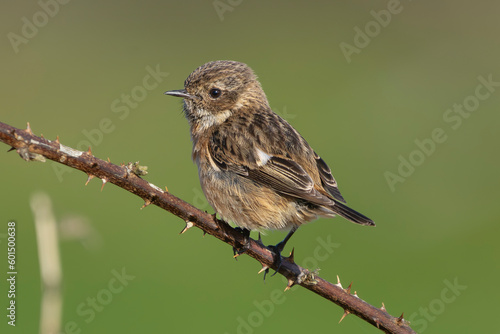 European stonechat - Saxicola rubicola female perched with green background. Photo from nearby Baltimore in Ireland.