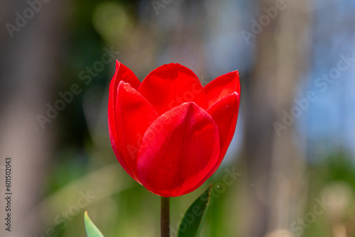 Tulpe