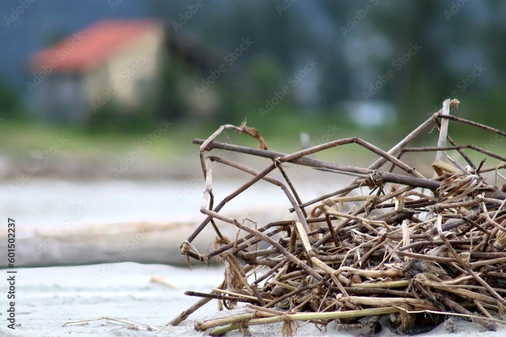 Fototapeta premium nest on tree