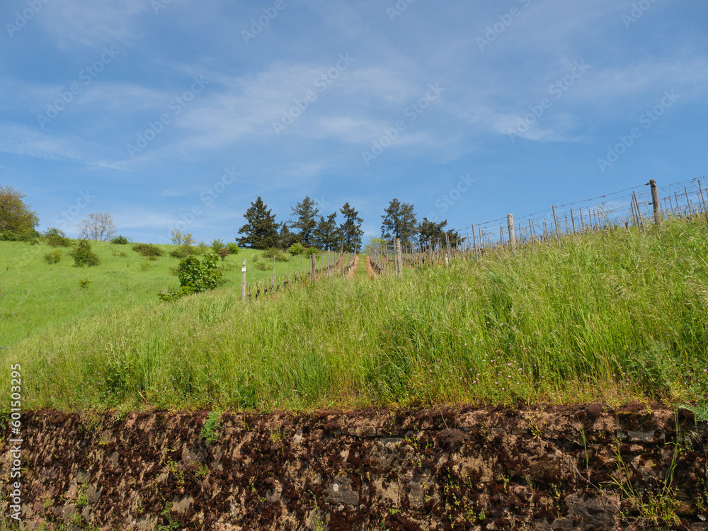 Obraz premium Trier an der Mosel