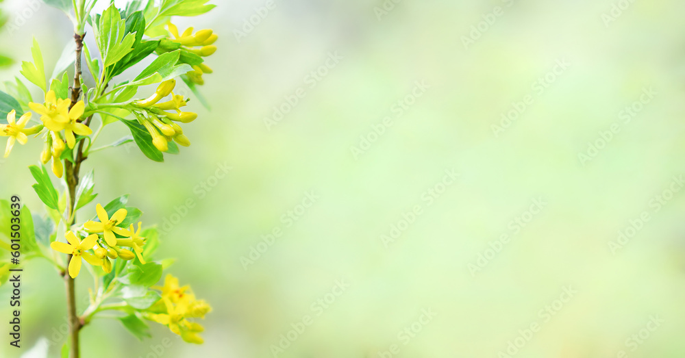 Yellow currant in bloom