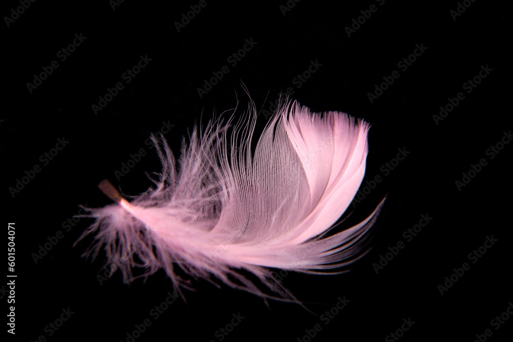 Obraz premium Close up of the plumage feather pink isolated on black
