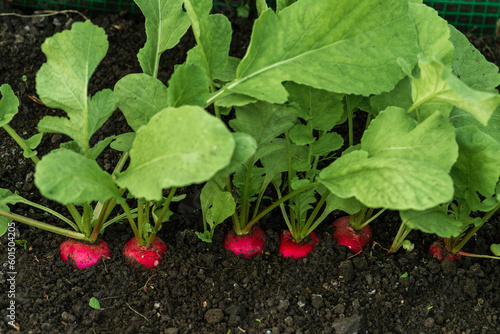 organic radish grows in the ground soil, close up. Gardening background with  plants harvest orchard garden growing Ripe red greenhouse.