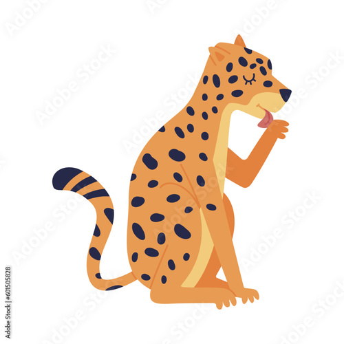 Cute Spotted Leopard as Wild African Animal Sitting and Licking Paw Vector Illustration