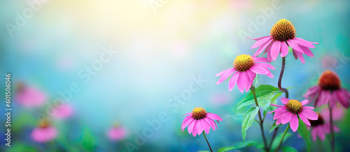 Beautiful Pink flowers Echinacea  close-up on a blurred background. Echinacea Purpurea (Purple coneflower) medicinal plant it is used to strengthen the immune system. photo